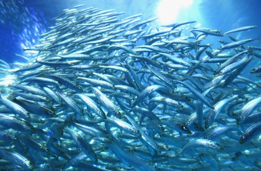 sardine