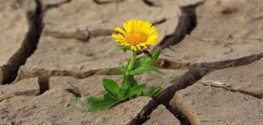 girasole ostinato